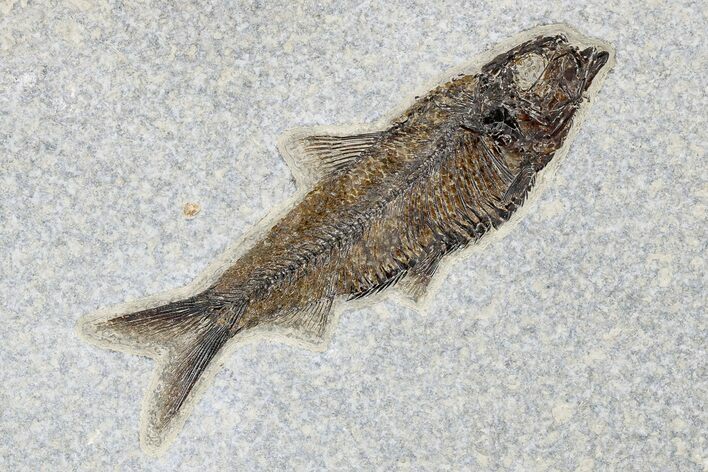 Fossil Fish (Knightia) - Green River Formation #179241